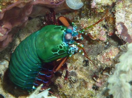 Mantis, Gili Islands, Indonesia by Hanno Erlmann 