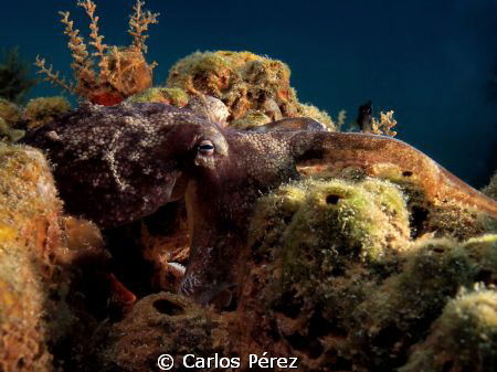 "Eye" cephalopod mollusc  Like a Painting by Carlos Pérez 