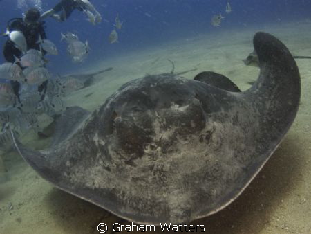 A stingray on a dive in Tenerife by Graham Watters 