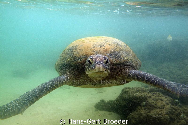 Green Turtle
She came just to my head!?-Fright, why, I'm... by Hans-Gert Broeder 