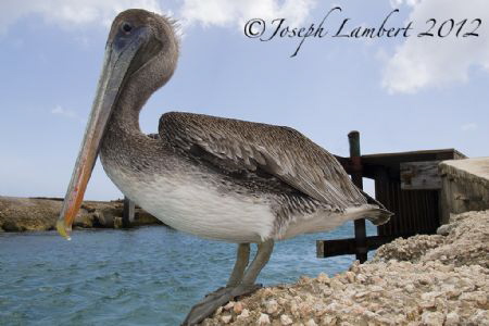 This guy was waiting for us as my wife and I surfaced aft... by Joseph Lambert 