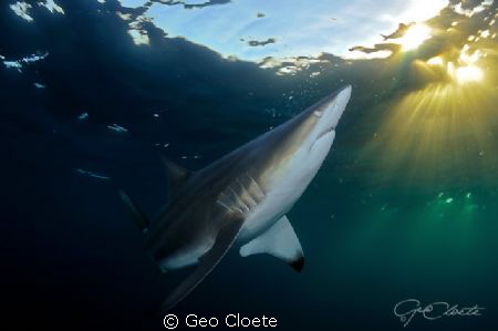 Admiring the Sun
Black Tip Shark photographed close to A... by Geo Cloete 