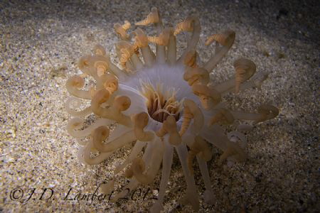 This was taken on my first night dive. It looks like an a... by Joseph Lambert 