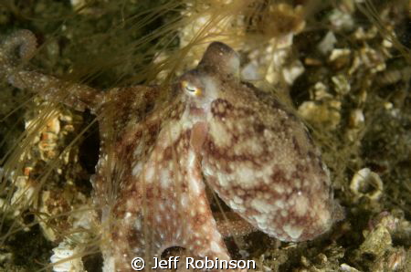 A little octopus that was out wandering about.  Taken in ... by Jeff Robinson 