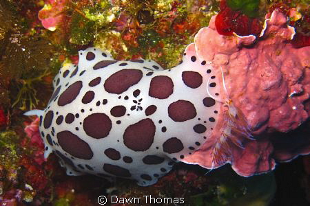 Two types of nudibranch in one shot - the Spotted Chromod... by Dawn Thomas 
