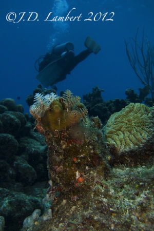 Christmas tree worms, diver in the background by Joseph Lambert 