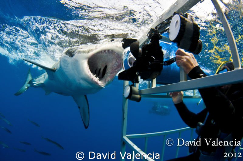 Every shark diver's dream.... by David Valencia 