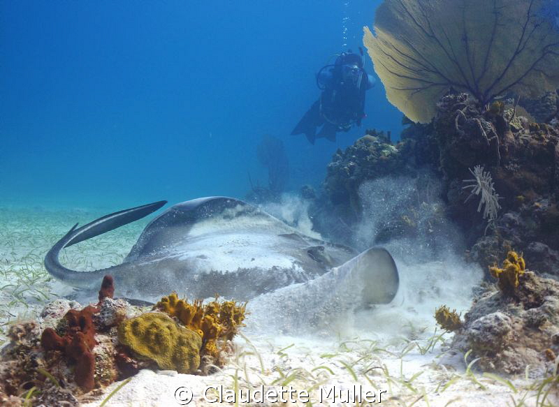 This is a large southern ray. I managed to move very clos... by Claudette Muller 