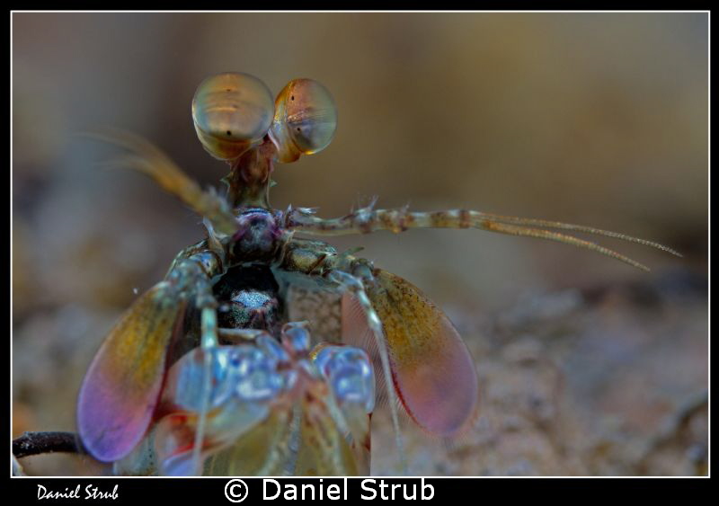 Boxing mantis shrimp :-D by Daniel Strub 