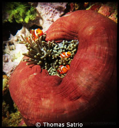 My comfort homey
Clown fish and Anemone.
Bangka, North ... by Thomas Satrio 