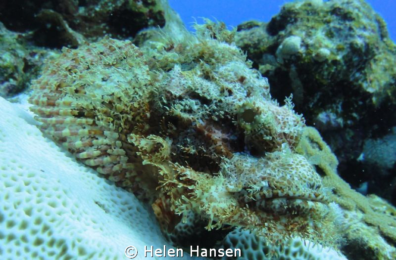 Stone fish by Helen Hansen 
