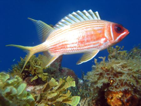 Squirrel Fish off West coast of Puerto Rico. by John Thompson 