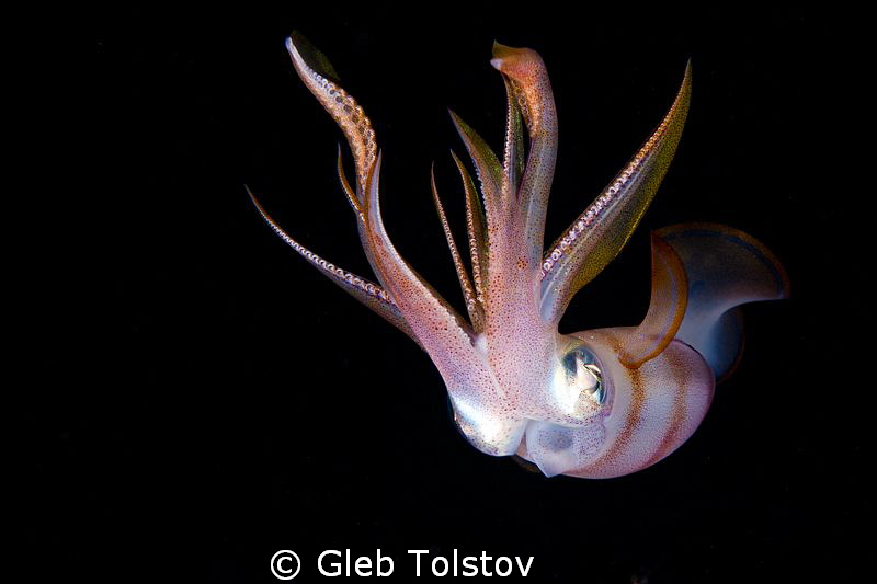 The squid at night by Gleb Tolstov 