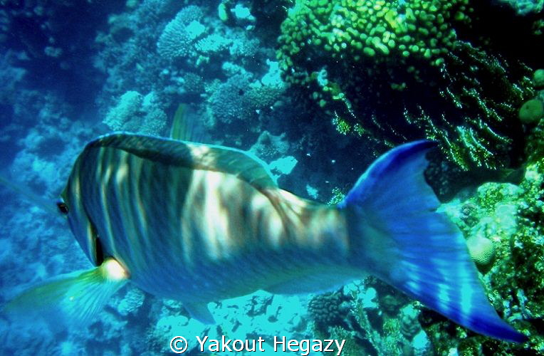 Langnose Parrotfish by Yakout Hegazy 