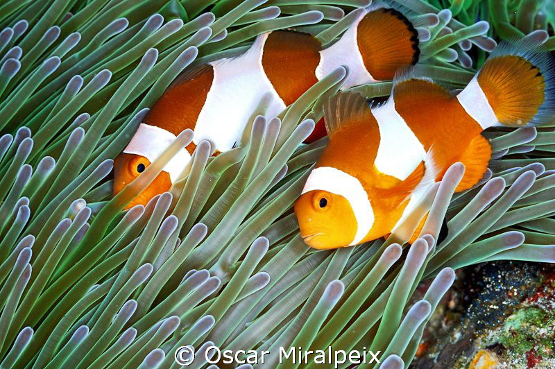 Couple of clownfishes
 by Oscar Miralpeix 