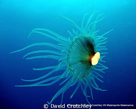 A Coralimorph found drifting along the substrate at 25m, ... by David Crutchley 