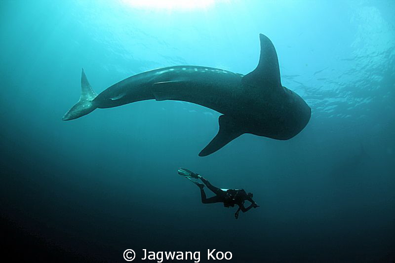 Whale Shark and Diver by Jagwang Koo 