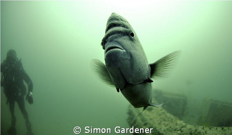 Yellow bar anglefish ,shot with 10.5 nikkor fisheye by Simon Gardener 