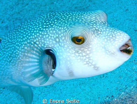 Pufferfish by Enora Seite 