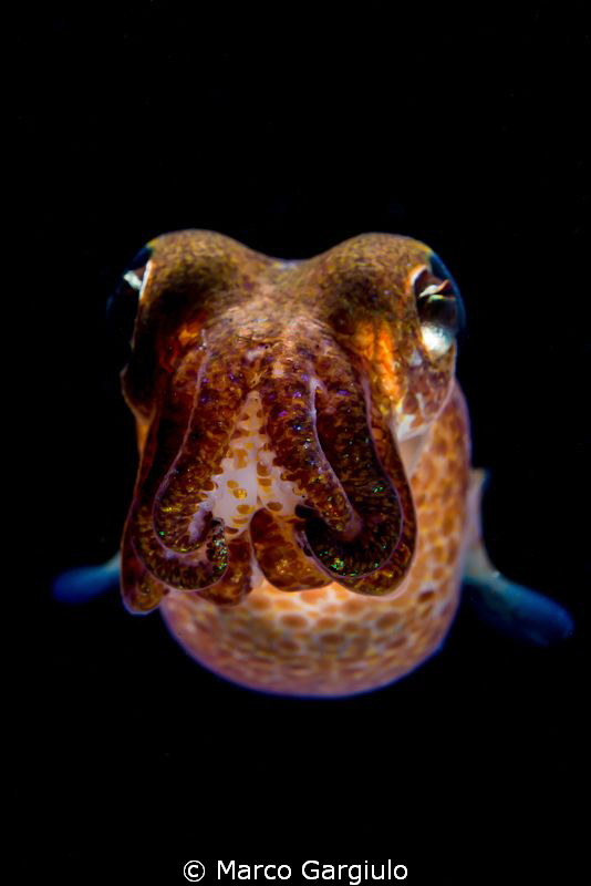 Sepiola rondeleti - dwarf cuttlefish - night dive 
 by Marco Gargiulo 