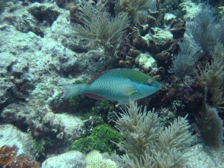 A Parrot fish off the flodia keys. by Mark Schmitt 