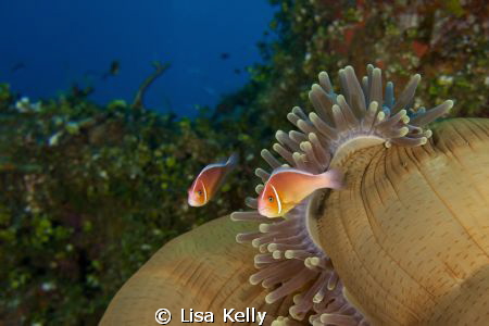 Clown fish in the late afternoon as their anemone is clos... by Lisa Kelly 