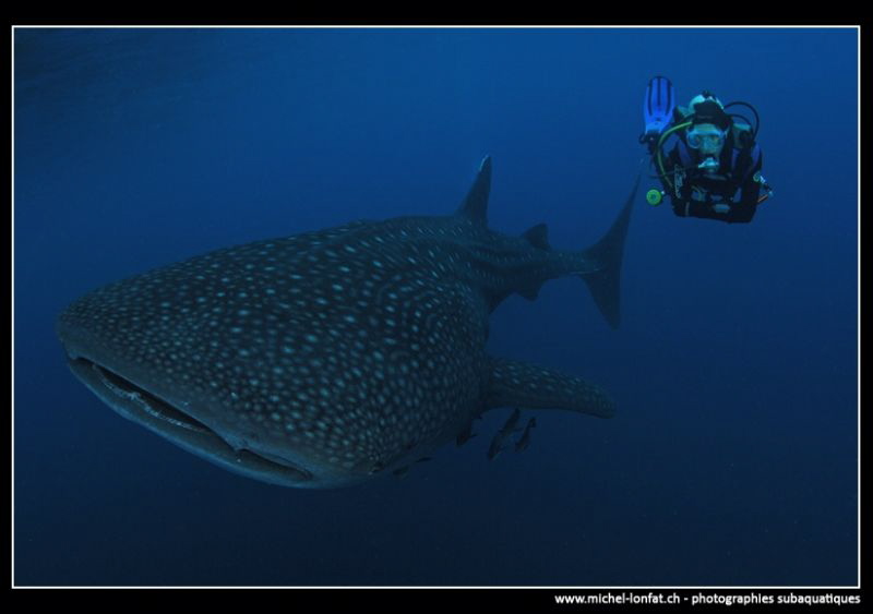 Whale Shark and Diver. by Michel Lonfat 