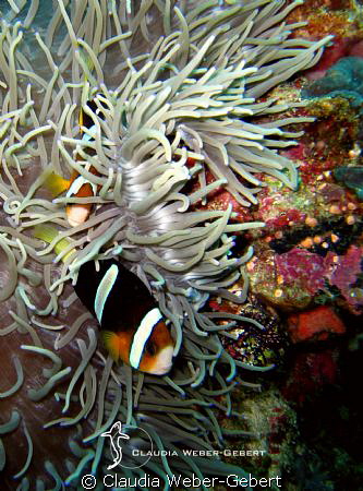 playing in Nemo's garden..... by Claudia Weber-Gebert 