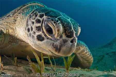 Green sea turtle. Egypt, Abu Dabab. by Dmitry Marchenko 