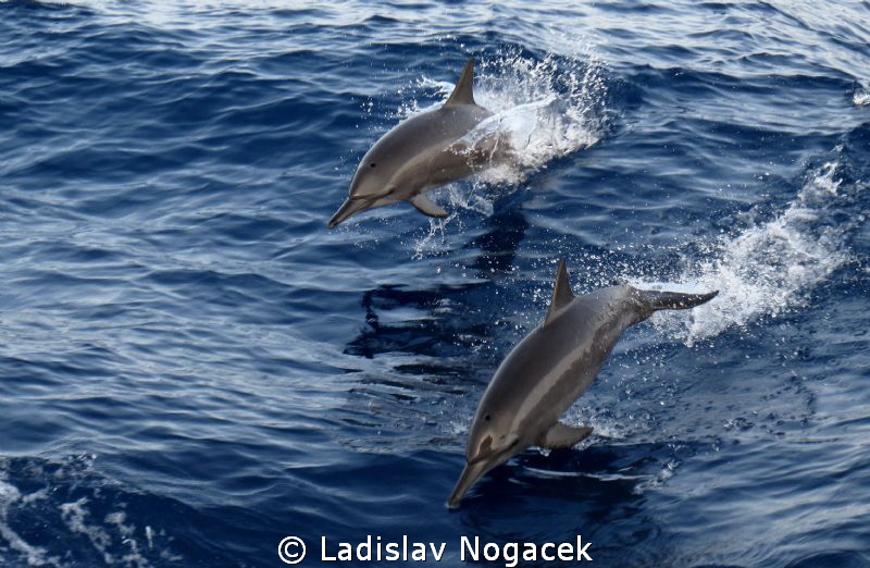 Dolphins by Ladislav Nogacek 