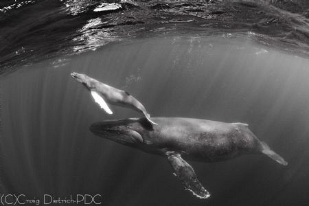 Baby Steps    - Humpback whale and her baby calf swimming... by Craig Dietrich 