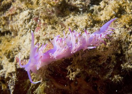 Flabellina Affinis - Lighthouse dive - Portofino reserve ... by Luca Bertoglio 