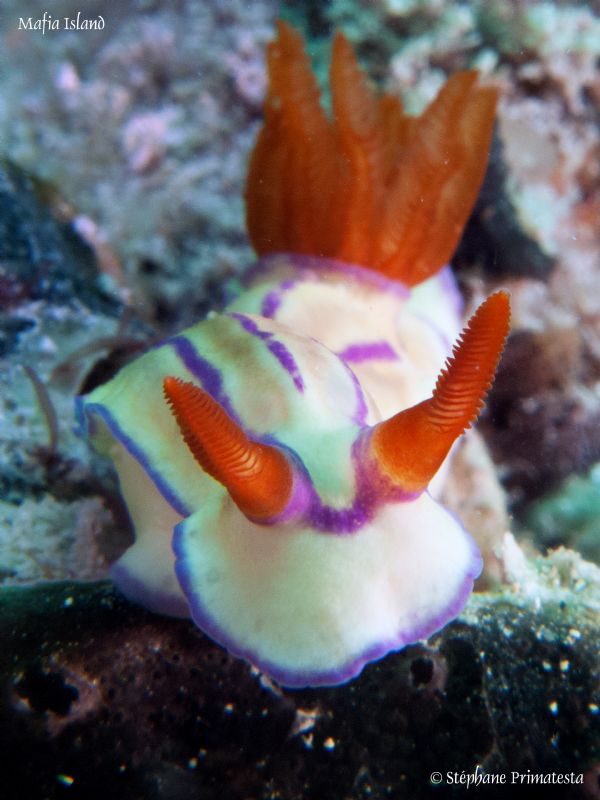 Hypselodoris emmae. by Stéphane Primatesta 