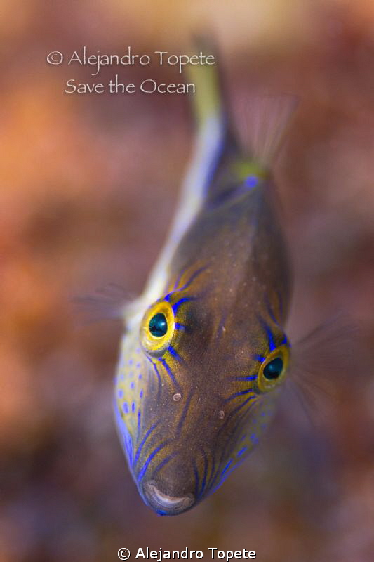 Funny eyes, San Pedro Belize by Alejandro Topete 