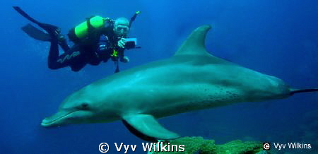 Encounter with dolphins by Vyv Wilkins 