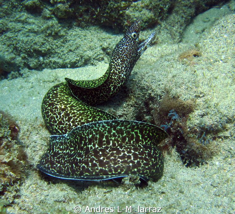Spotted Moray Eel
Gymnothorax moringa by Andres L-M_larraz 