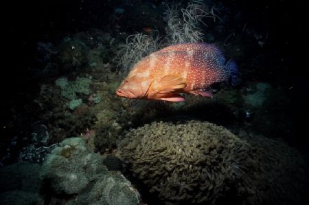 Turtle and Sea Fan taken on the Yongal Wreck Coral Sea wi... by David Molina 