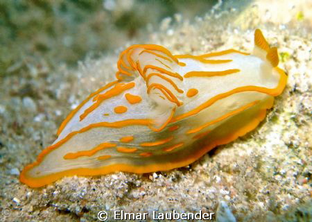 Analogium striatum, Sharksbay Sharm el Sheikh by Elmar Laubender 