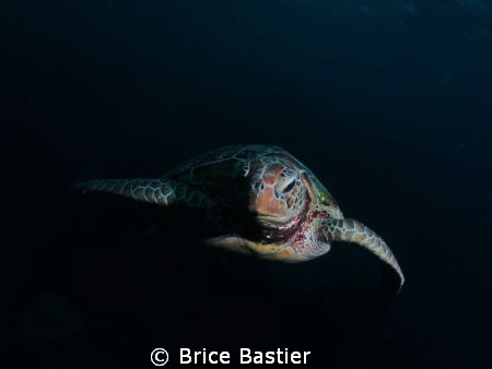 Curious green turtle checking me out 
 by Brice Bastier 