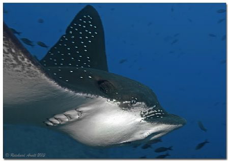 - close up -
Portrait of an Eagle Ray (Aetobatus ocellat... by Reinhard Arndt 