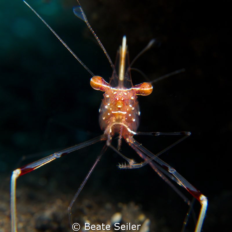shrimp so close ! by Beate Seiler 
