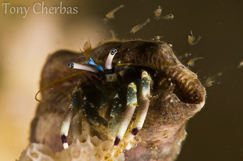 Tiny Hermit Crab releases its hatchlings before the full ... by Tony Cherbas 