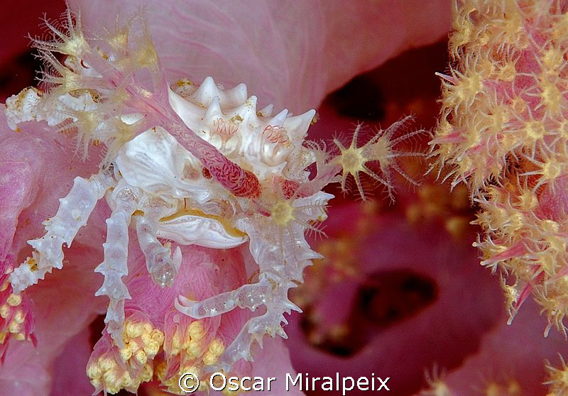 well defended for coral polyps by Oscar Miralpeix 