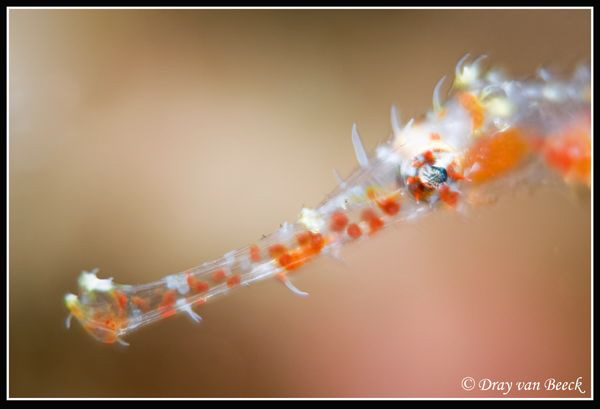 Ghost pipe fish. 105mm +10 diopter uncropped by Dray Van Beeck 