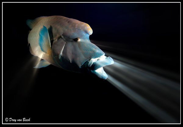 The napoleon wrasse swallowed my torch... by Dray Van Beeck 