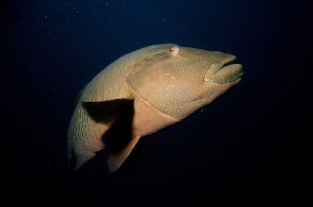 Bump Head Wrasse, Coral Sea by David Molina 