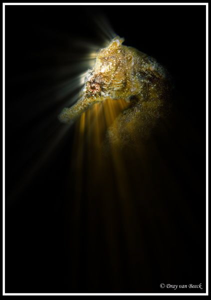 seahorse with backlights by Dray Van Beeck 
