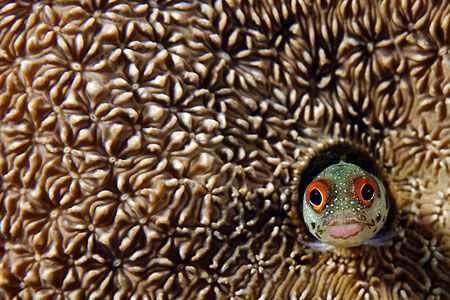 A happy blenny in its coral house. Second submission, thi... by Luiz Rocha 