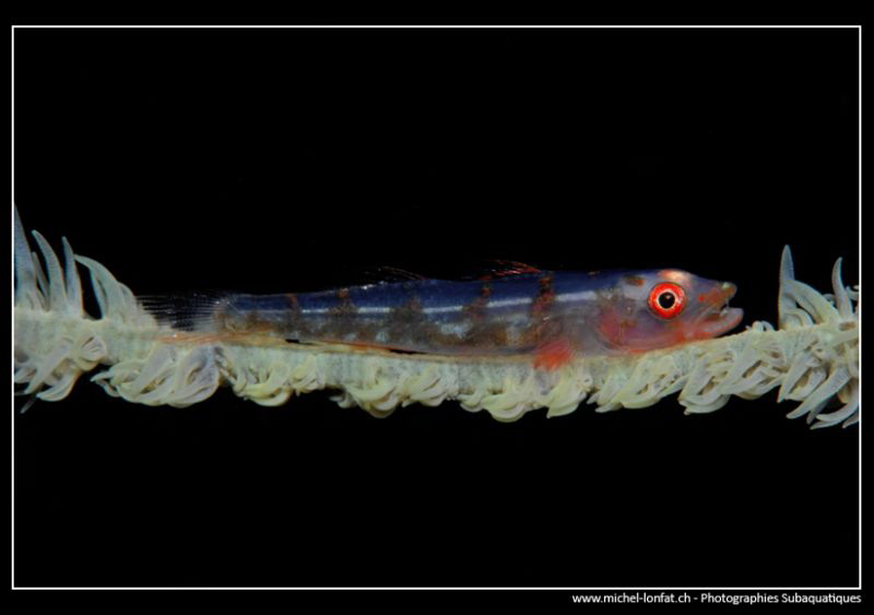 Little Goby on  his Whip Coral... :O)... by Michel Lonfat 