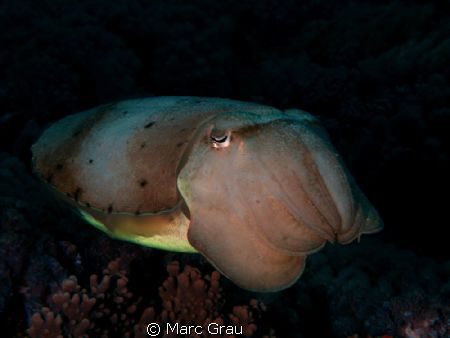 Cuttlefish in Djibouti by Marc Grau 